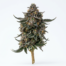Blueberry Muffin Cake cannabis strain plant image