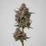 Blueberry Shortcake cannabis strain plant image