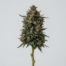 Brownie Scout cannabis strain plant image