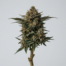 Bubba Diagonal cannabis strain plant image