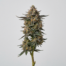 Bubblegum Gelato cannabis strain plant image