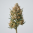 Bubblegum cannabis strain plant image