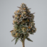 Burnt Toast cannabis strain plant