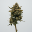 Butterscotch Banger cannabis strain plant image