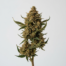 Butterscotch cannabis strain plant image