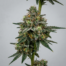 Cake Batter cannabis strain plant