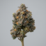 Candy Gas cannabis strain plant