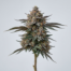Candy Rain cannabis strain plant image