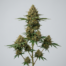 Cannoli cannabis strain plant image
