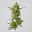 Cantaloupe Haze cannabis strain plant image