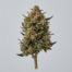 Caramel Cream cannabis strain plant image