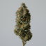 Chem De La Chem cannabis strain plant