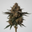 Cherry Cheesecake cannabis strain plant image