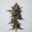 Cherry Gar-See-Ya cannabis strain plant image