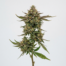 Cherry Limeade cannabis strain plant image
