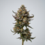 Cherry Zkittlez cannabis strain plant