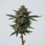 Choco Mint cannabis strain plant image
