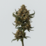 Chocolate Chip Cookies cannabis strain plant image