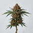 Chocolate Fondue cannabis strain plant image
