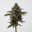 Chocolate Gelato cannabis strain plant image