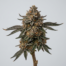 Chocolate Glazed Donut cannabis strain plant image