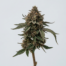 Chocolate Hashberry cannabis strain plant image