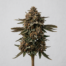 Chocolate Kush cannabis strain plant image