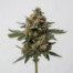 Chocolate Marshmallow cannabis strain plant image