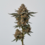 Chocolate Mint OG cannabis strain plant image