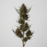 Chocolate Thai cannabis strain plant image