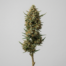 Chocolope Kush cannabis strain plant image