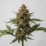 Cinnamon Buddha cannabis strain plant image