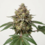 Coconut Horchata cannabis strain plant