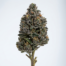 Coconut Pie cannabis strain plant