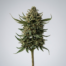 Coffee Cake cannabis strain plant image