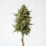 Coffee Creamer cannabis strain plant image