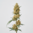 Colombian Gold cannabis strain plant image