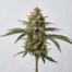 Confetti Cake cannabis strain plant image