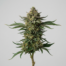 Cookie Dough cannabis strain plant image
