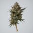Cookie Wreck cannabis strain plant image