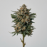 Cookies and Cream cannabis strain plant image