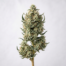 Cream & Sugar cannabis strain plant image