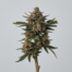 Crème Brûlée cannabis strain plant image