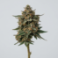Deadhead OG cannabis strain plant image