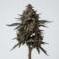 Devil's Food Cake cannabis strain plant image
