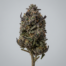 Dosi Punch cannabis strain plant