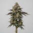 Double Stuffed Sorbet cannabis strain plant image
