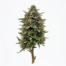 Doughnut cannabis strain plant image