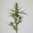 Dr. Grinspoon cannabis strain plant image