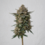 Dulce De Uva cannabis strain plant image